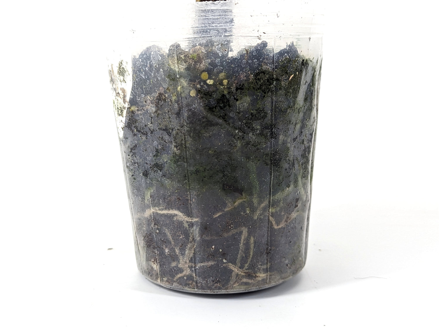 Anthurium Croatii Corrugado IMPERFECT Plant in 4 inch pot
