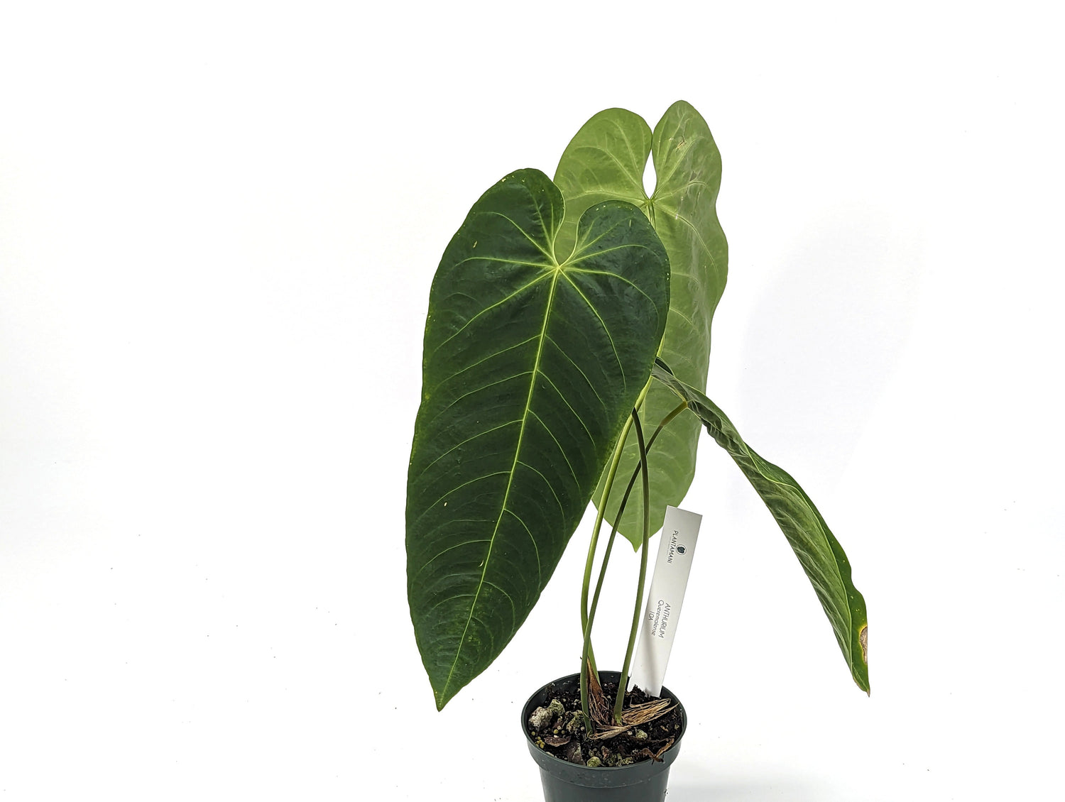 Anthurium Queremalense- 4 inch pot Live House Plant Similar to A. warocqueanum and A. Esmeraldense