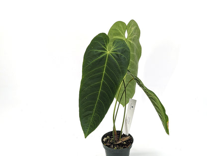 Anthurium Queremalense- 4 inch pot Live House Plant Similar to A. warocqueanum and A. Esmeraldense