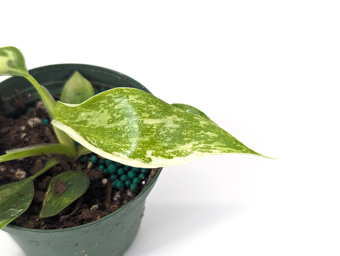 Philodendron Jose Buono 3 inch Pot Starter Plant - FREE Shipping Eligible
