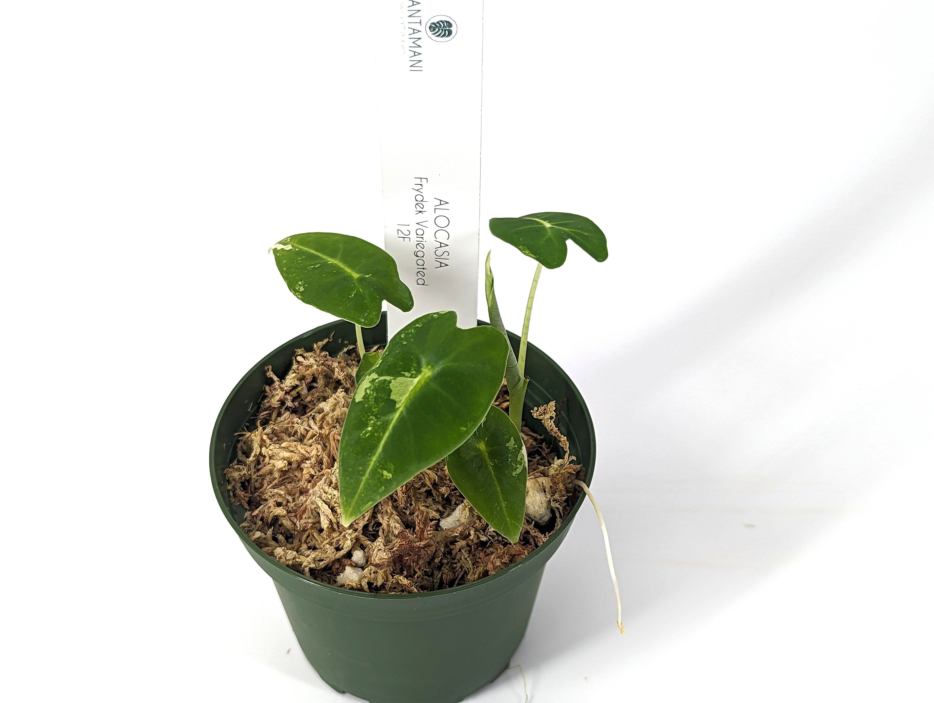 Alocasia Frydek Variegated 4 inch Pot Exact Plant