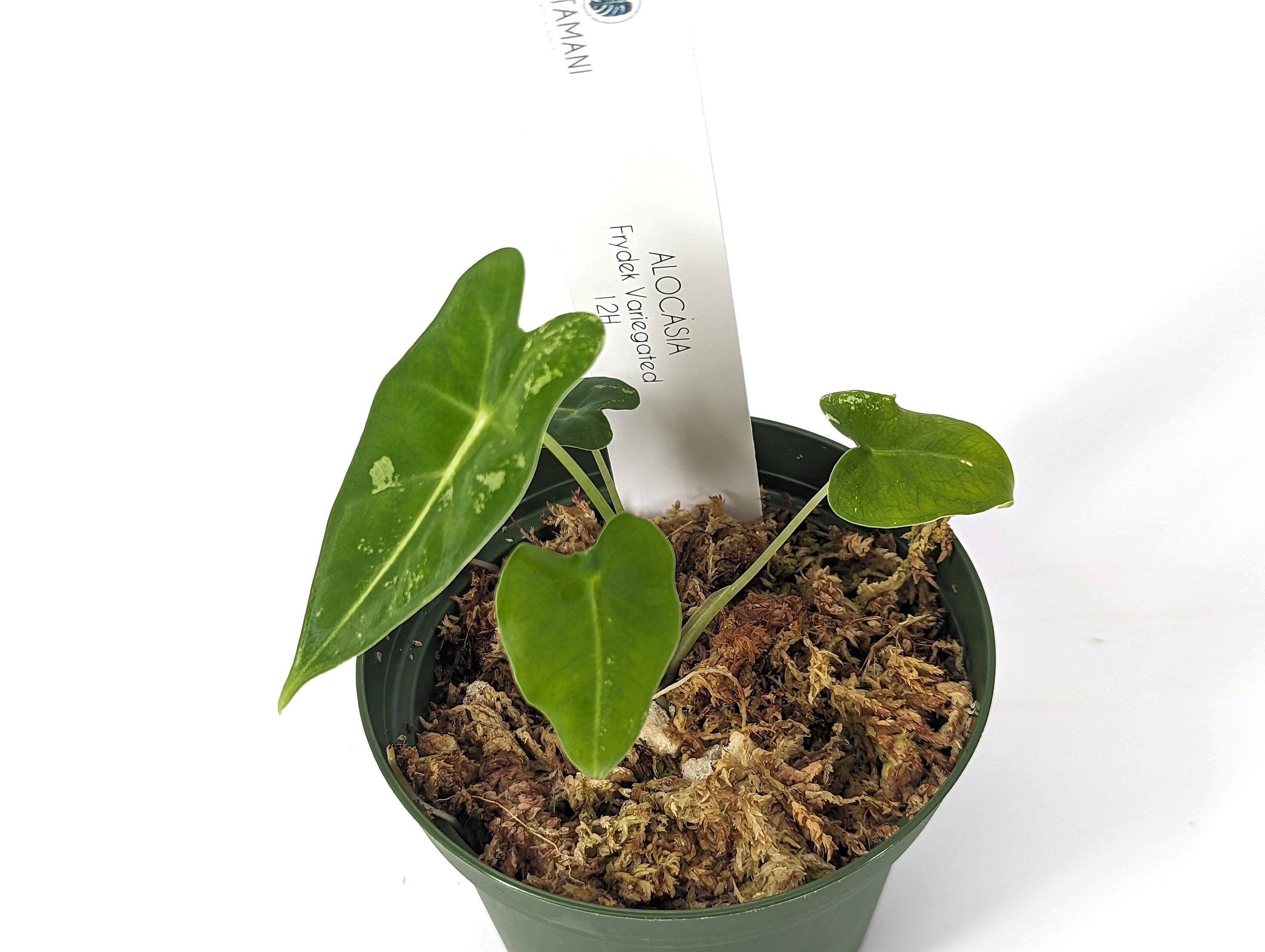 Alocasia Frydek Variegated 4 inch Pot Exact Plant