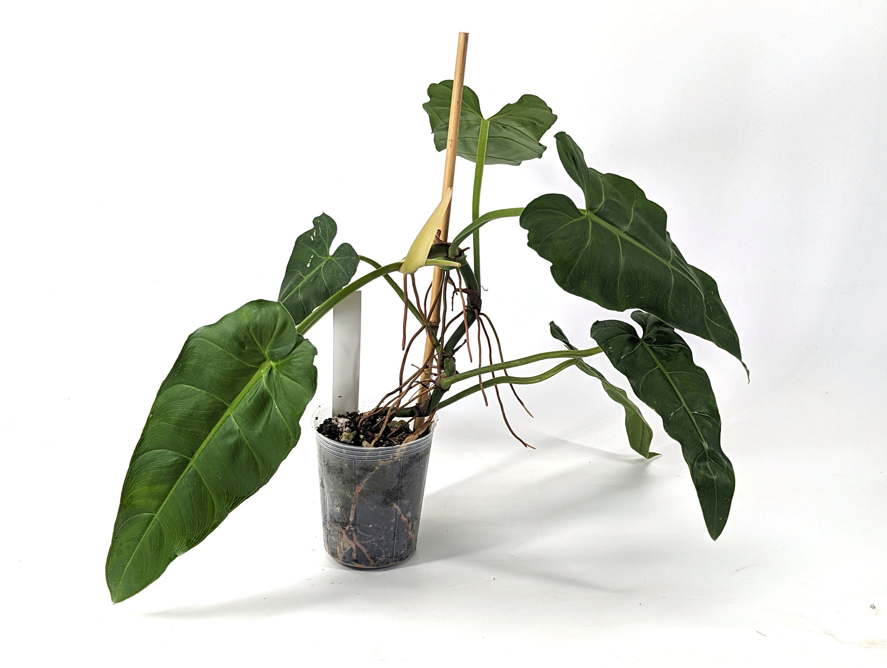 Philodendron Maximum - 4 inch pot - Fast Growing Large Indoor Plant