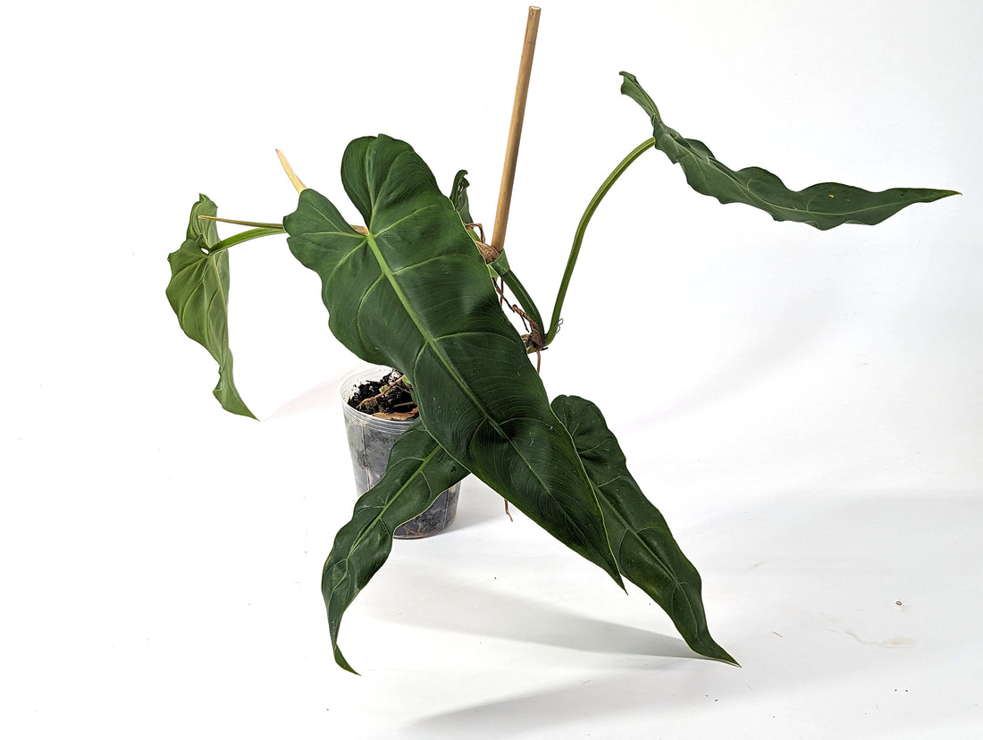 Philodendron Maximum - 4 inch pot - Fast Growing Large Indoor Plant