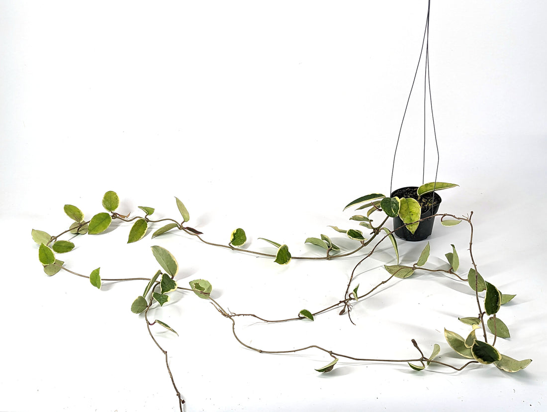 Hoya Albomarginata - HUGE LONG Vine - Live Flowering Aroid Plant Grows as a Vine - 4 inch pot