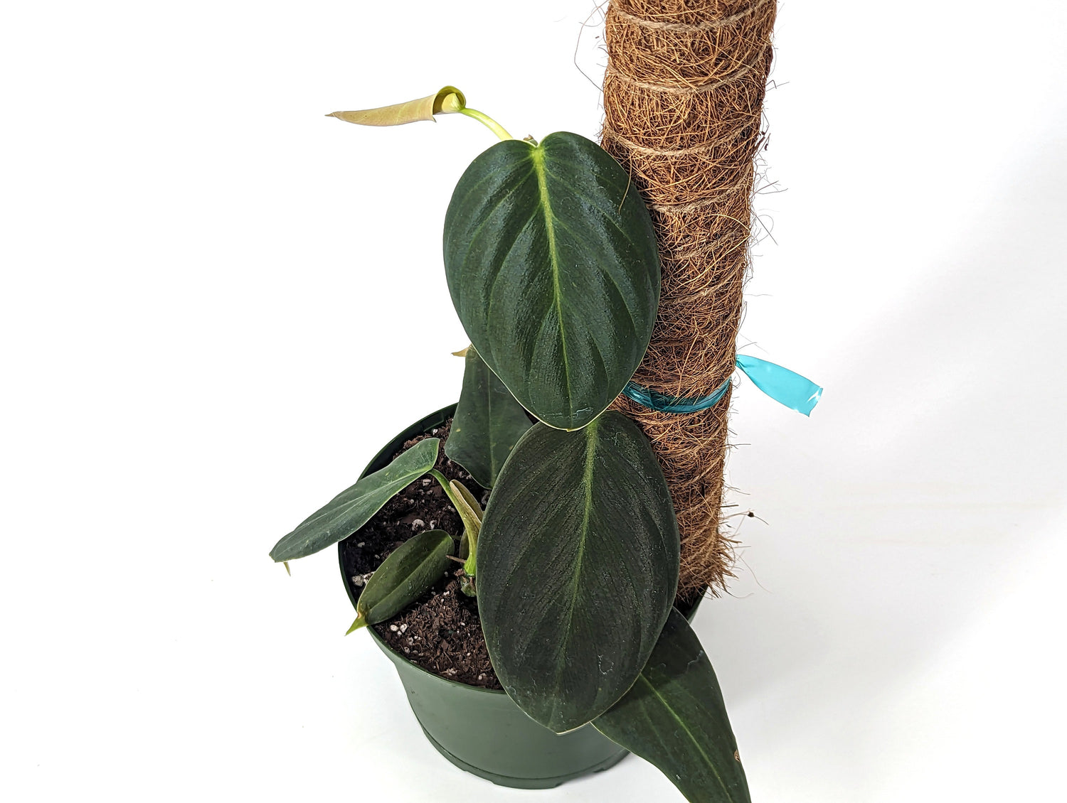 Philodendron Gigas 6 inch Pot with Free Coco Pole