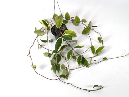 Hoya Albomarginata - HUGE LONG Vine - Live Flowering Aroid Plant Grows as a Vine - 4 inch pot