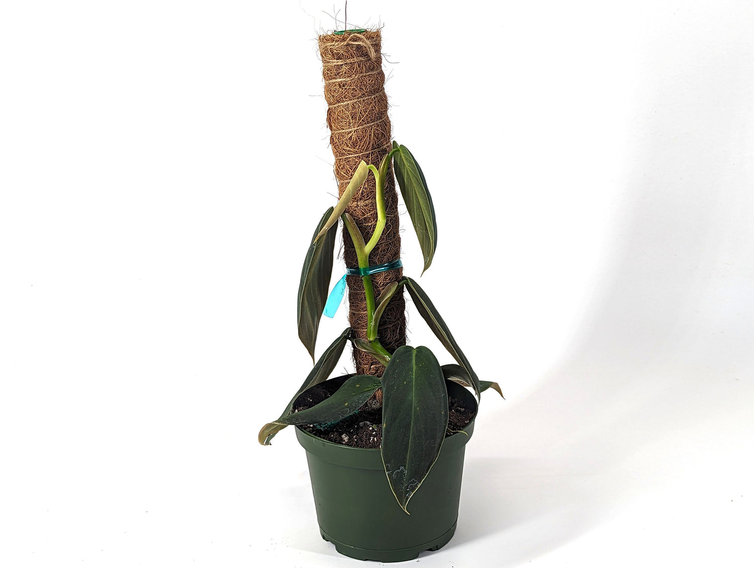 Philodendron Gigas 6 inch Pot with Free Coco Pole