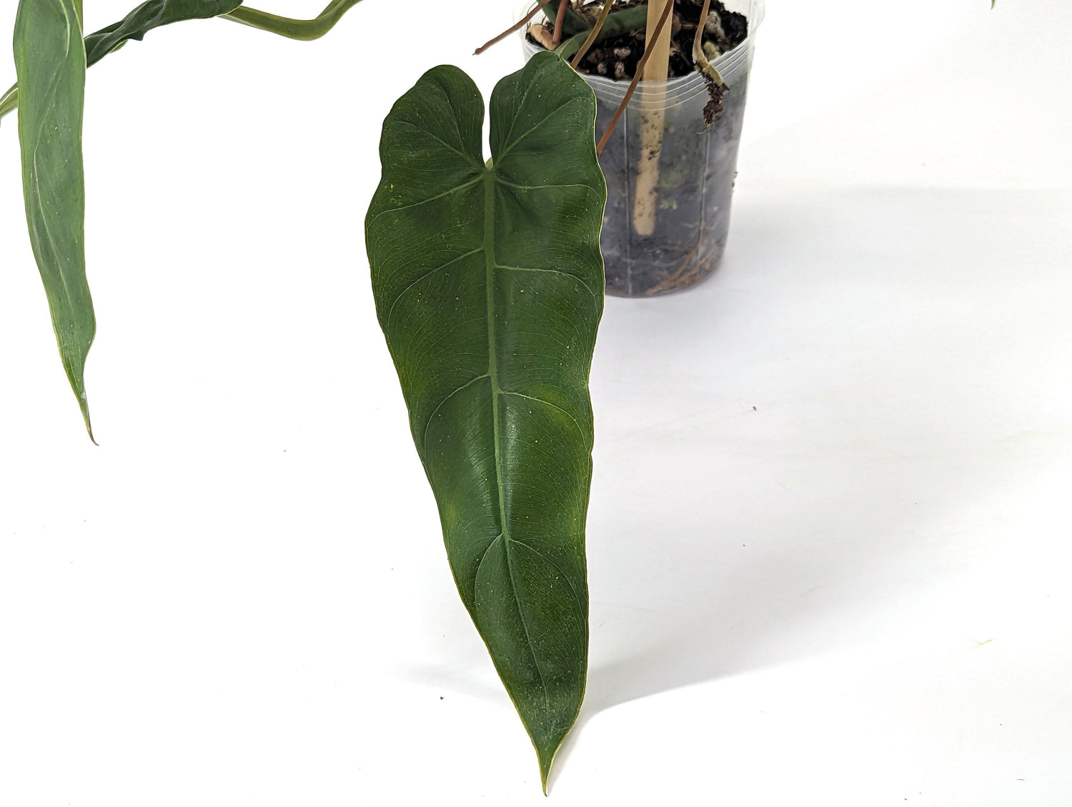 Philodendron Maximum - 4 inch pot - Fast Growing Large Indoor Plant