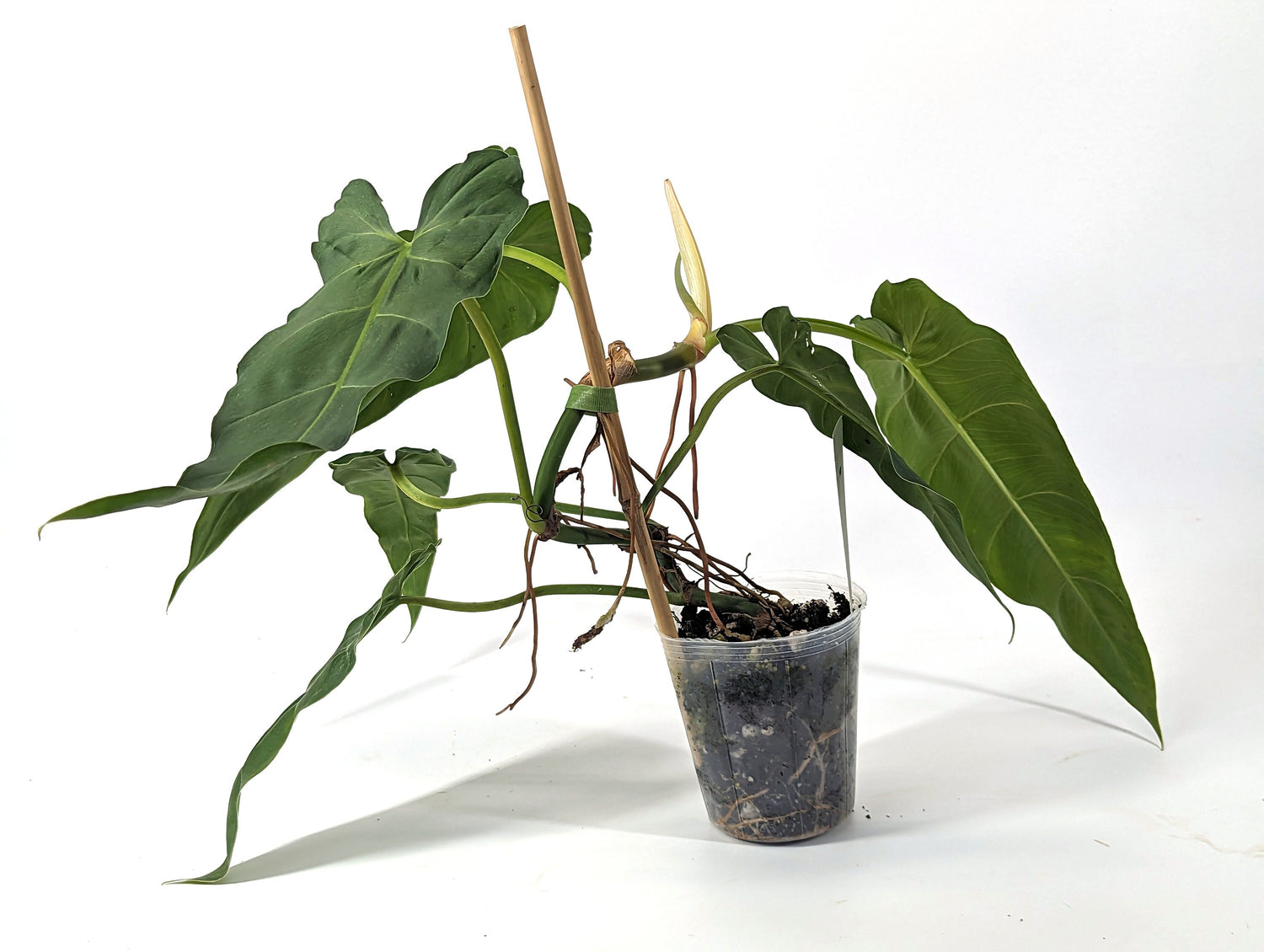 Philodendron Maximum - 4 inch pot - Fast Growing Large Indoor Plant