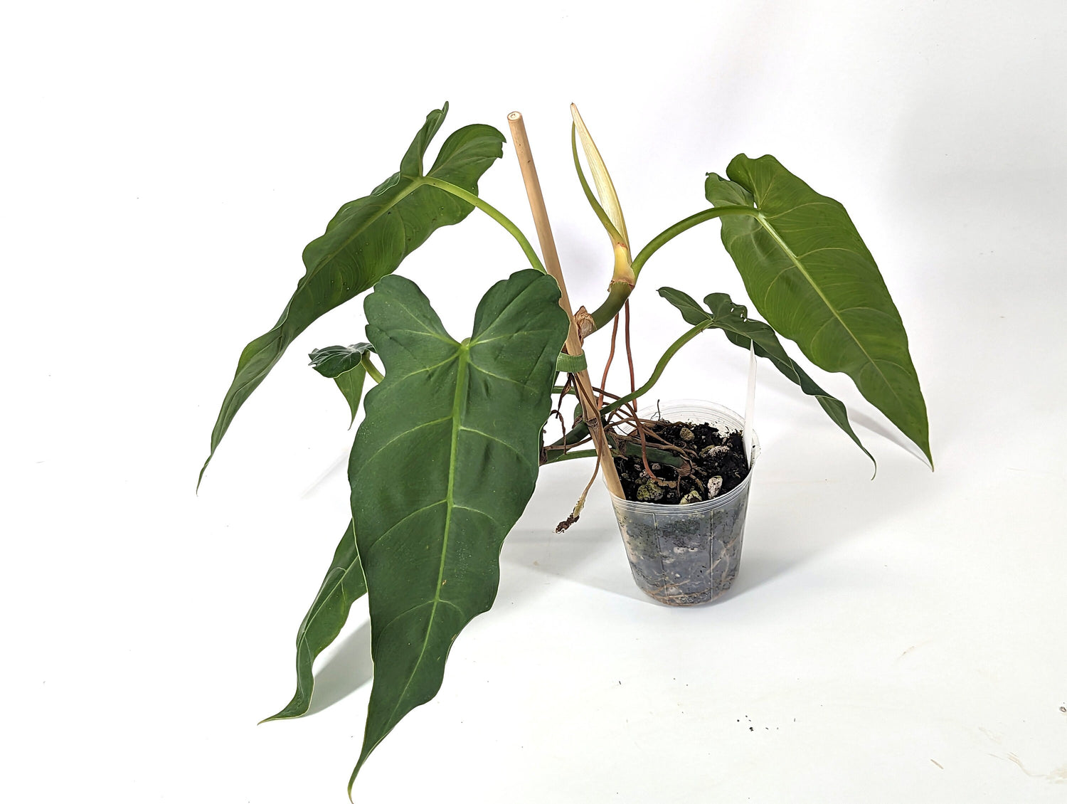 Philodendron Maximum - 4 inch pot - Fast Growing Large Indoor Plant