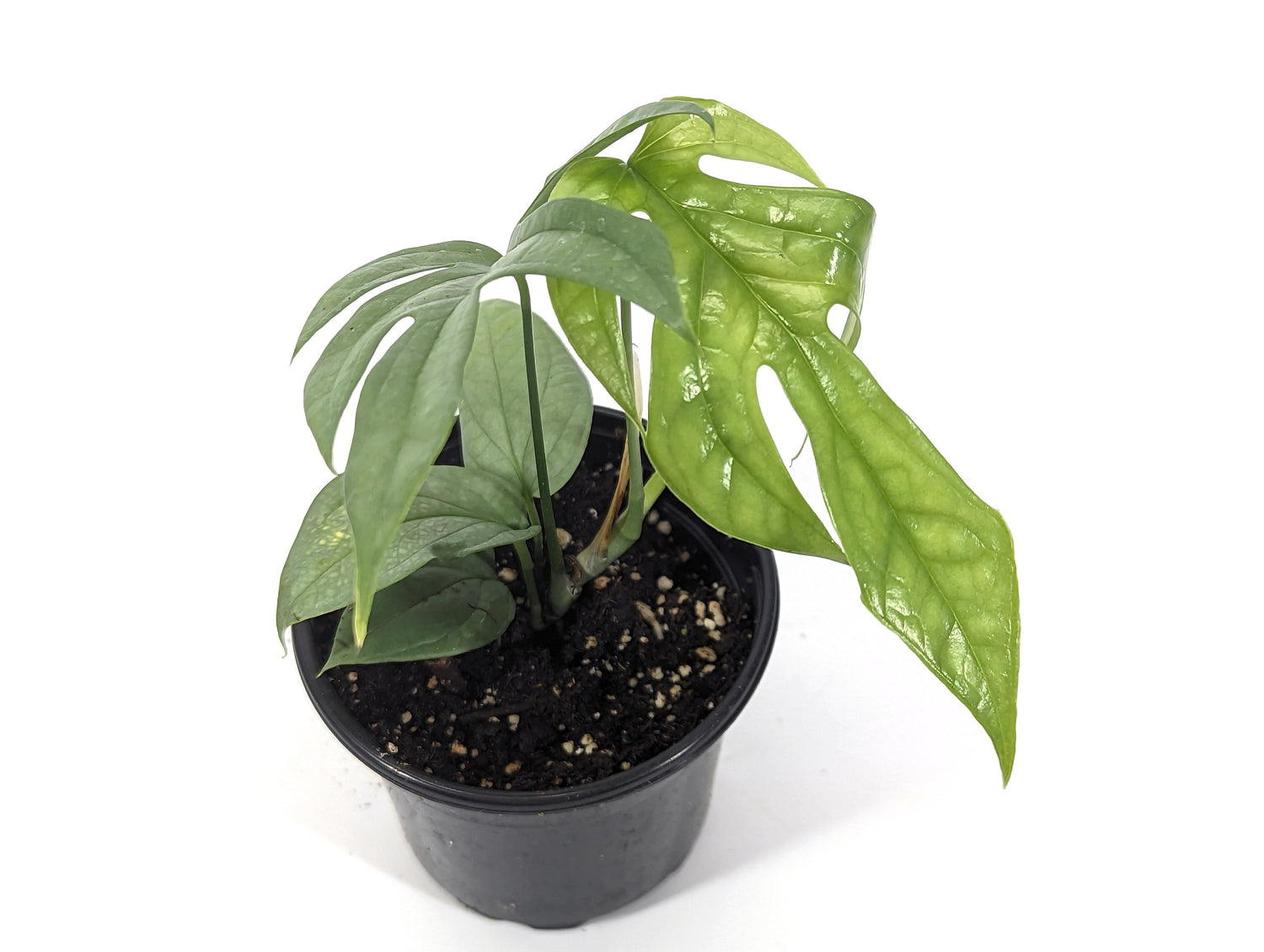 Amydrium Medium Silver Pot 4” Indoor Plants - Houseplant - Tropical Foliage