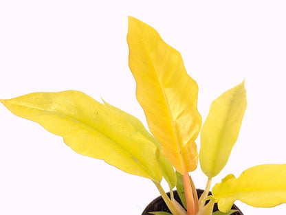 Philodendron Golden Crocodile - 3 Inc Pot - FREE Shipping Eligible