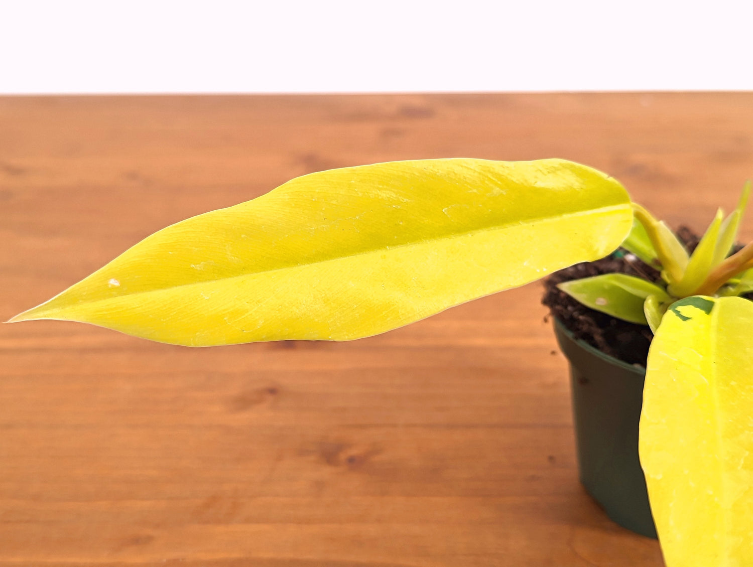 Philodendron Golden Crocodile - 3 Inc Pot - FREE Shipping Eligible
