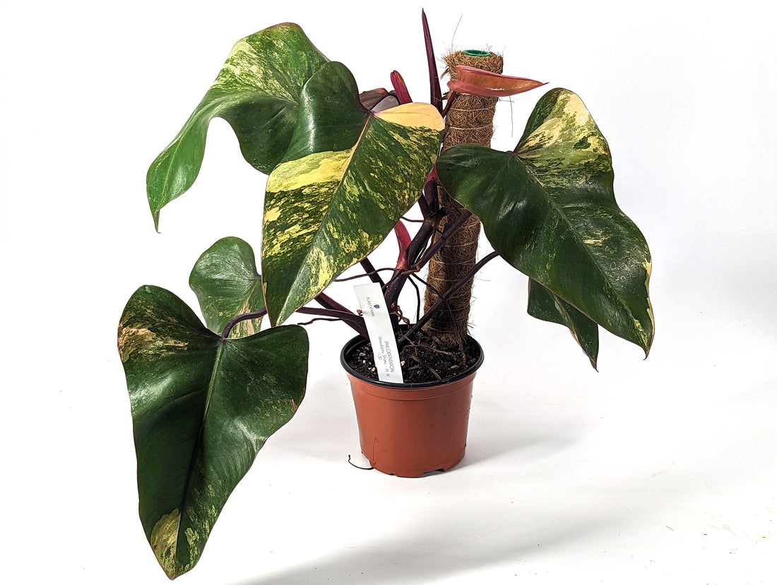 Philodendron Strawberry Shake High Color 7+ Leaves 6 inch Pot with Coco Pole - Exact Plant Pictured One Of a Kind Amazing Color