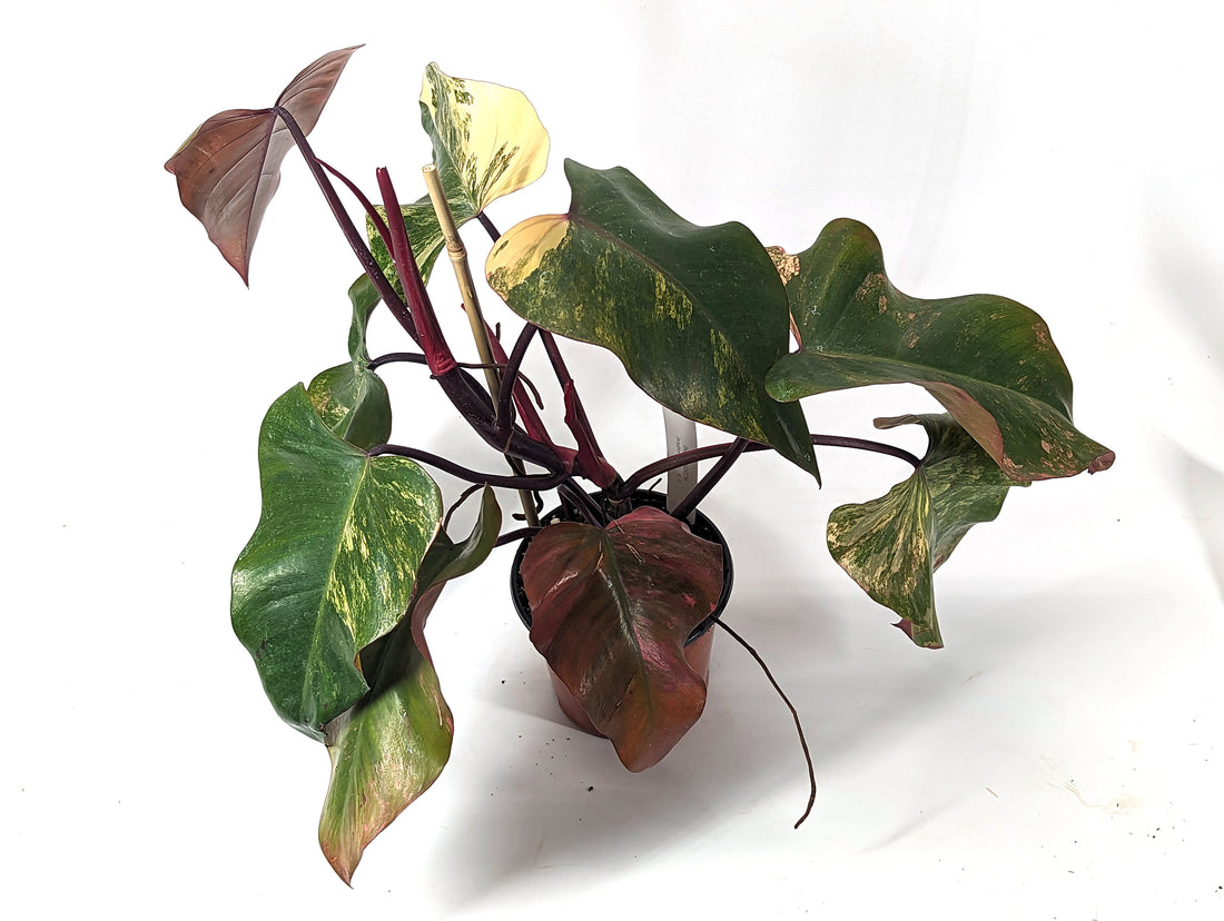 Philodendron Strawberry Shake High Color Pink Leaves 6 inch Pot - Exact Plant Pictured One Of a Kind Amazing Color