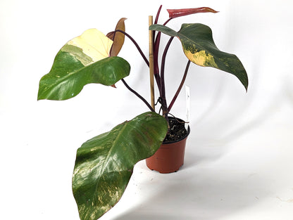 Strawberry Shake FULL MOON Philodendron 6 inch Pot - Exact Plant Pictured One Of a Kind Amazing Color