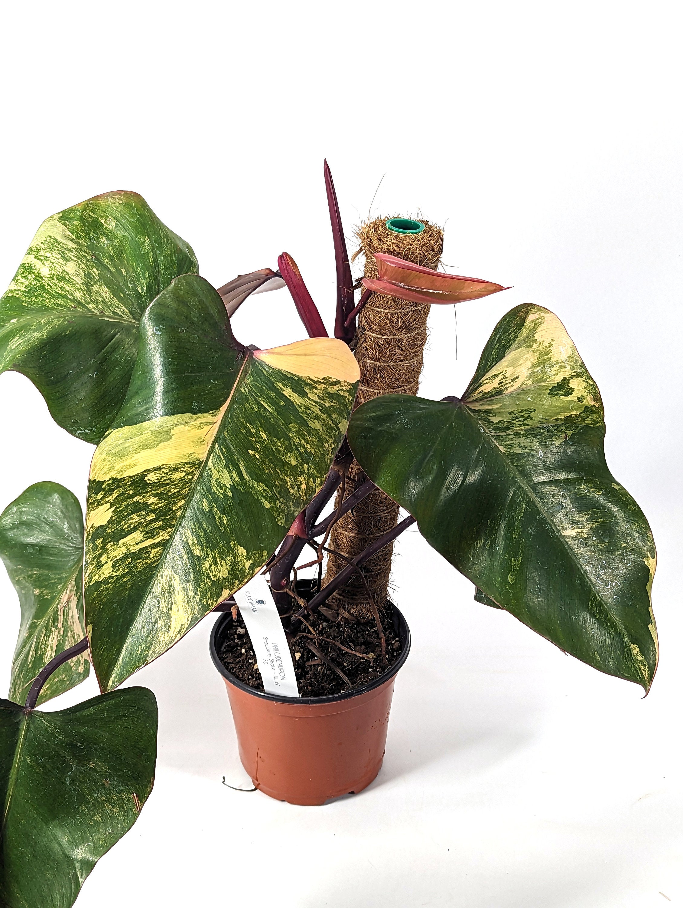 Philodendron Strawberry Shake High Color 7+ Leaves 6 inch Pot with Coco Pole - Exact Plant Pictured One Of a Kind Amazing Color