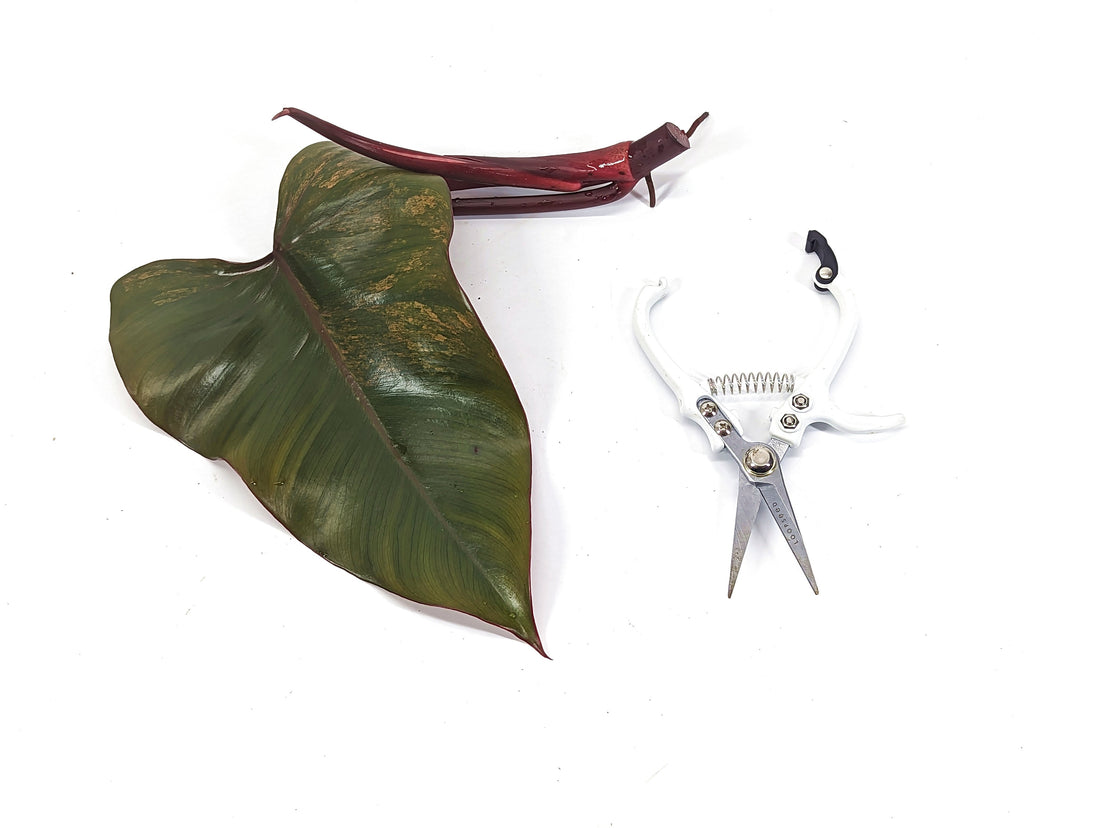 Philodendron Strawberry Shake Low Color XL Size Cutting