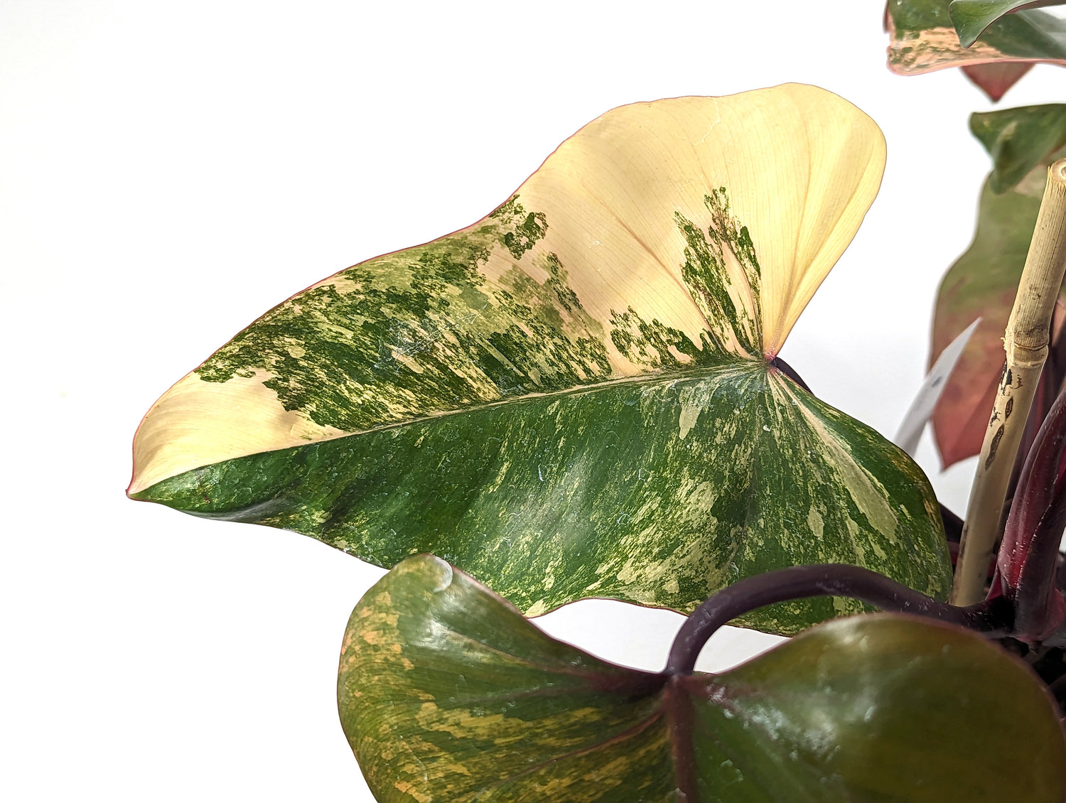 Philodendron Strawberry Shake High Color Pink Leaves 6 inch Pot - Exact Plant Pictured One Of a Kind Amazing Color
