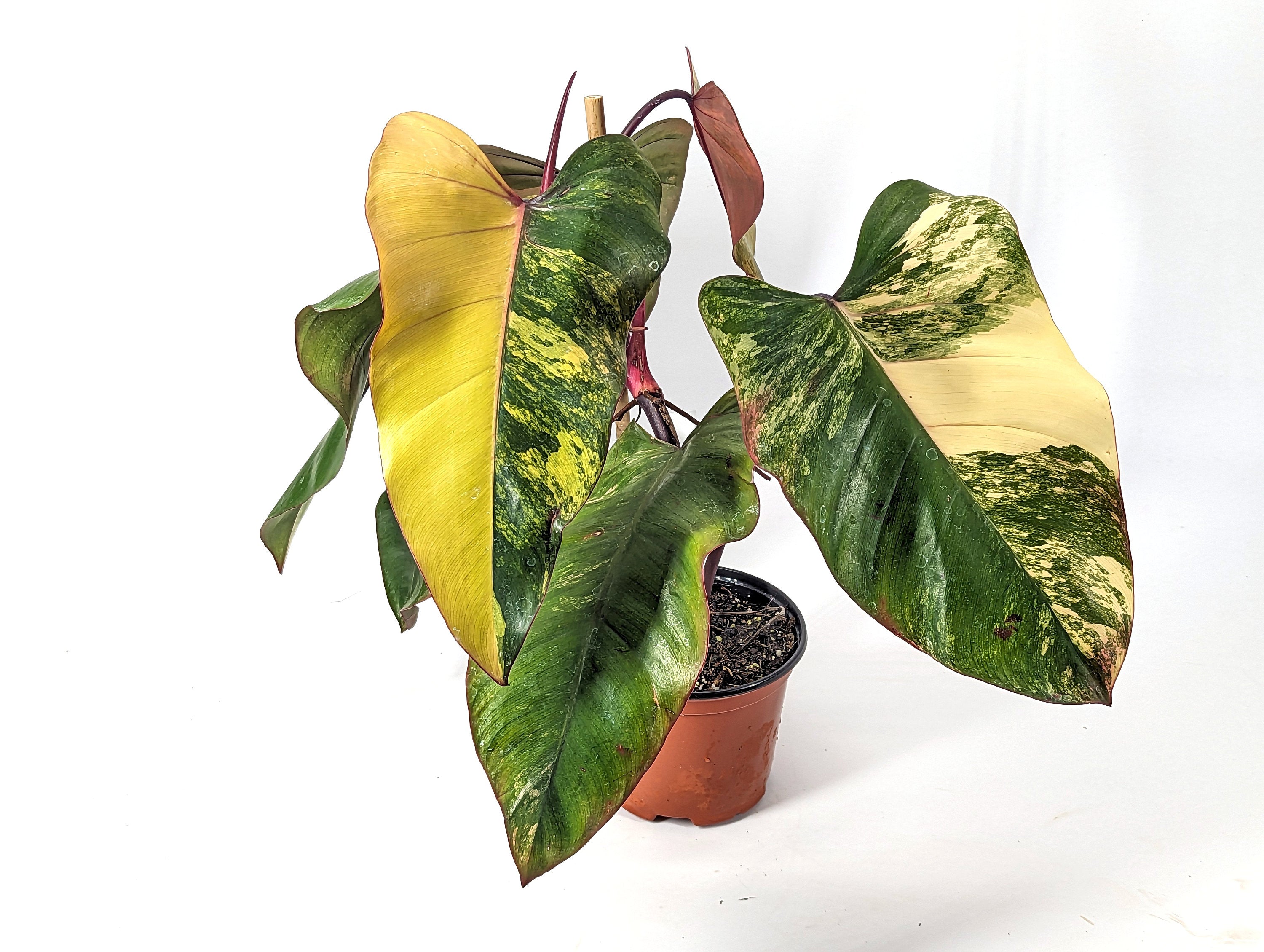 HALF MOON Strawberry Shake Philodendron Yellow Leaf 6 inch Pot - Exact Plant Pictured One Of a Kind Amazing Color