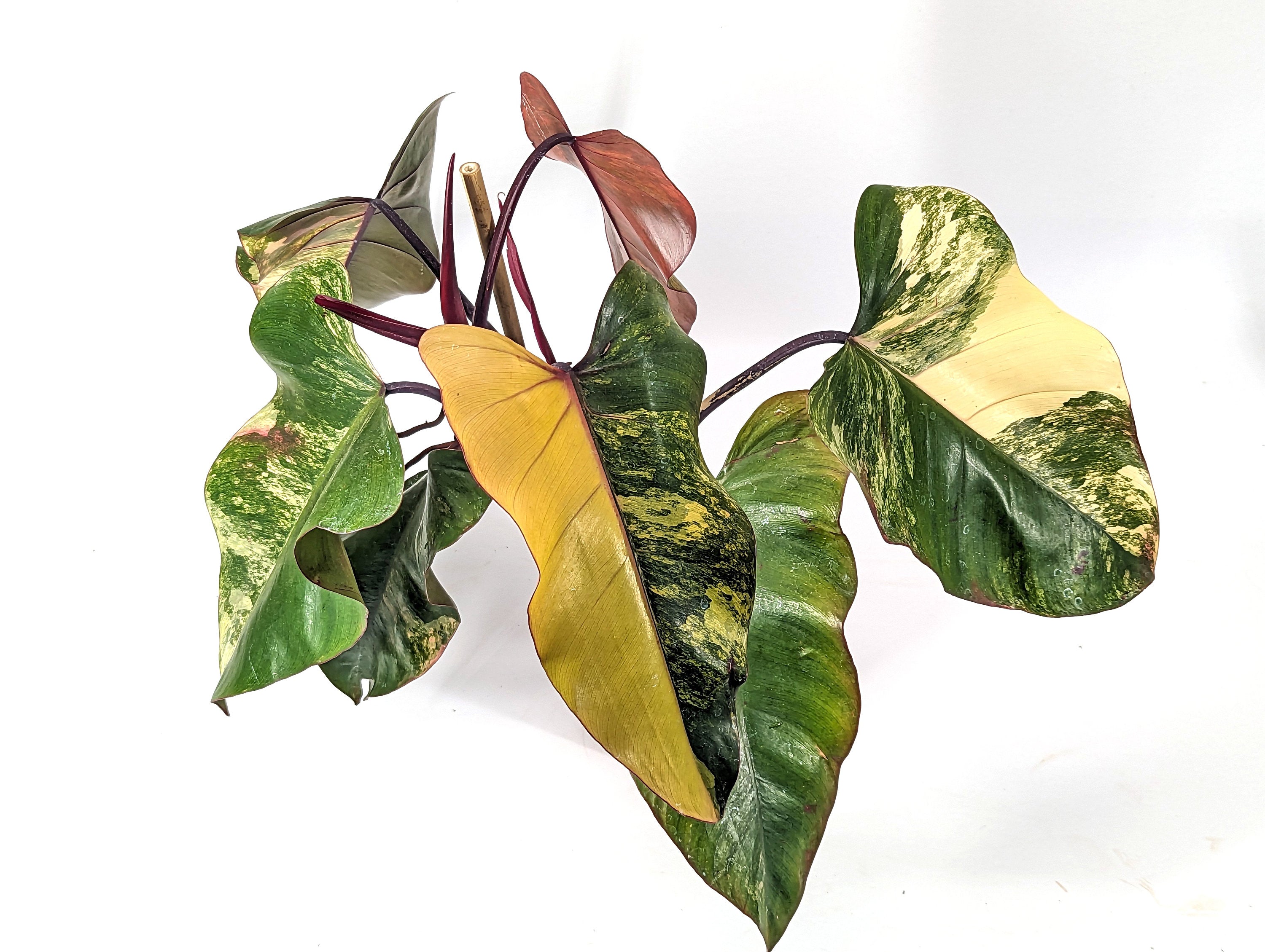 HALF MOON Strawberry Shake Philodendron Yellow Leaf 6 inch Pot - Exact Plant Pictured One Of a Kind Amazing Color