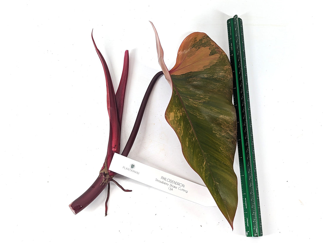 Philodendron Strawberry Shake Cuttings Mature Size Up to 12&quot; Long! Tip and Mid Cuts - Exact Pictured