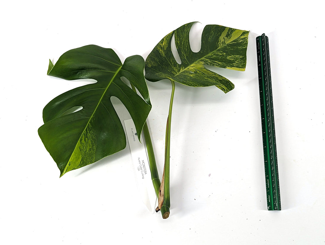 Monstera Marmota Aurea Borsigiana Cuttings Mature Size Up to 12&quot; Long! Tip and Mid Cuts - Exact Pictured