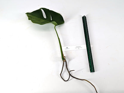 Monstera Marmota Aurea Borsigiana Cuttings Mature Size Up to 12&quot; Long! Tip and Mid Cuts - Exact Pictured
