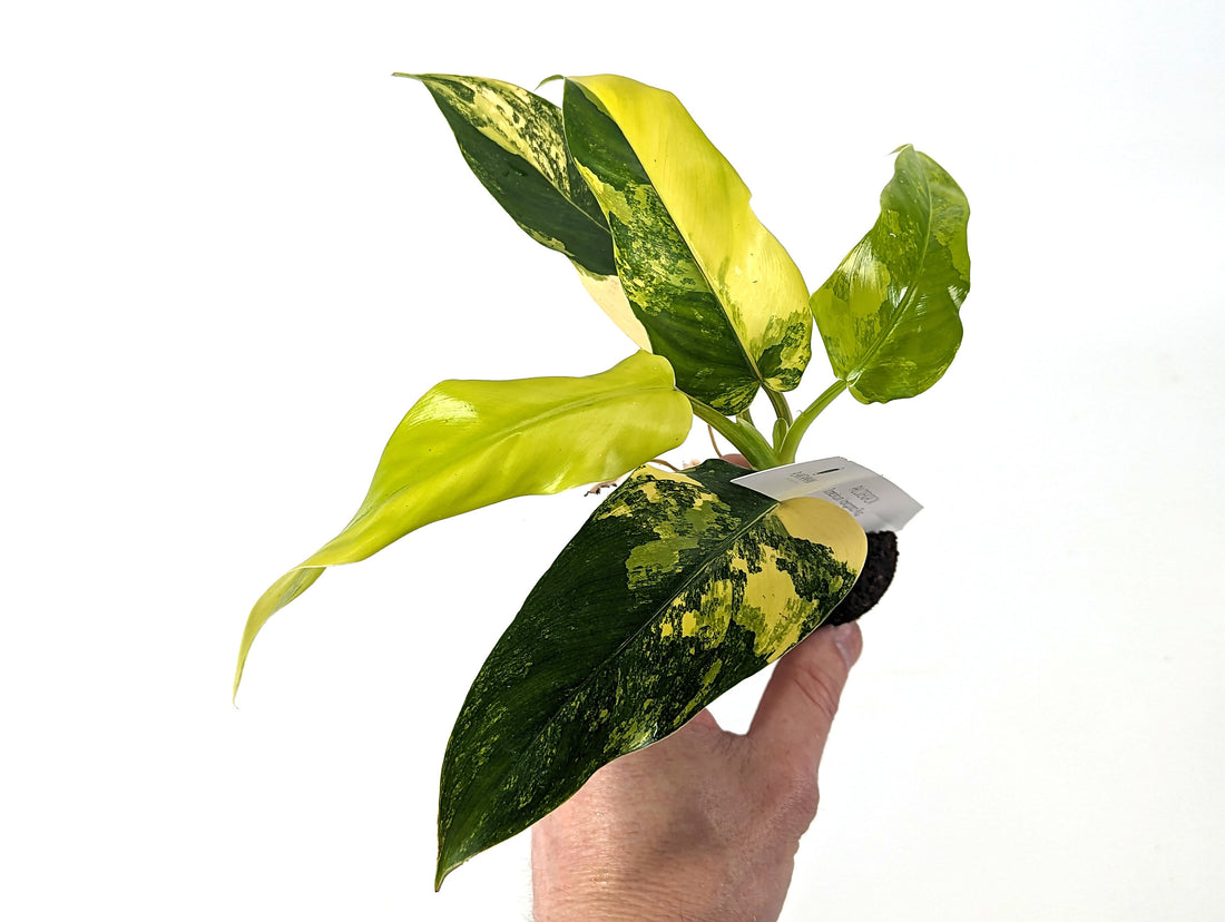 Philodendron Domesticum Variegated Starter Plants - Pick Your Plug