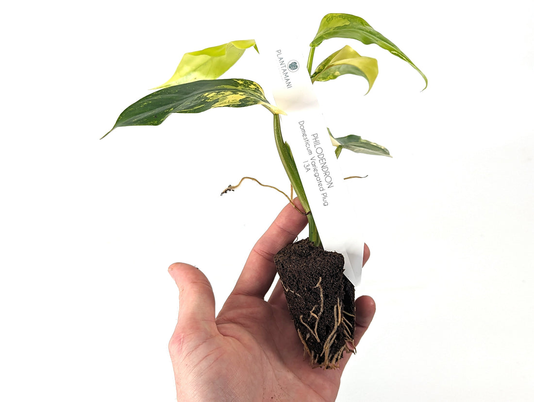 Philodendron Domesticum Variegated Starter Plants - Pick Your Plug