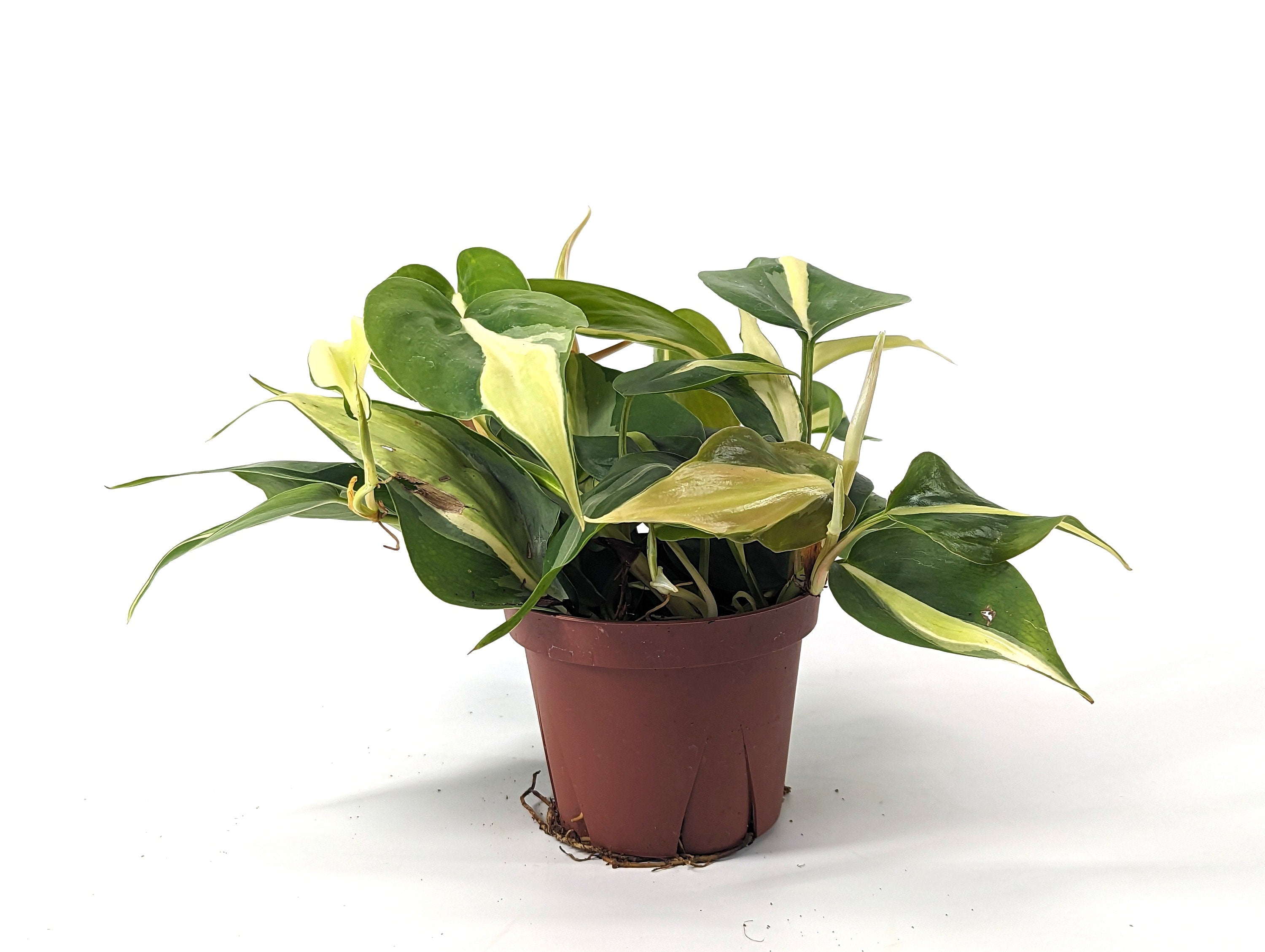 Philodendron Rio 4 Inch Pot Established Plant Air Purifier