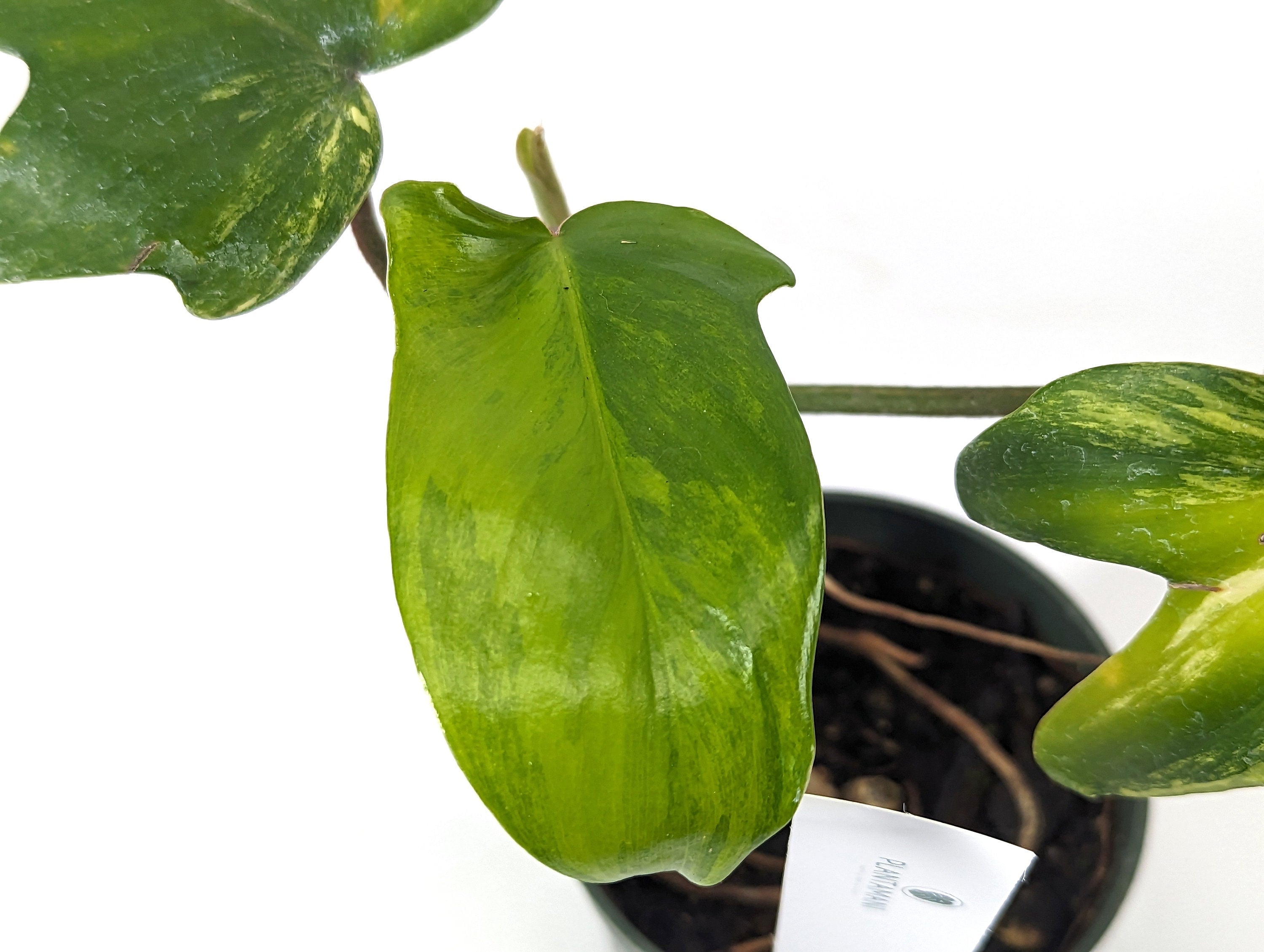 Philodendron Florida Beauty - Exact Plants Pictured