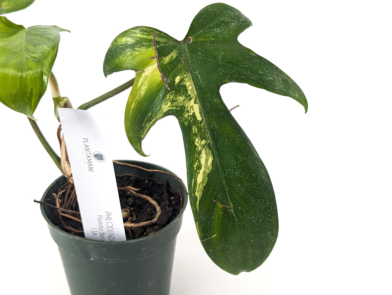 Philodendron Florida Beauty - Exact Plants Pictured