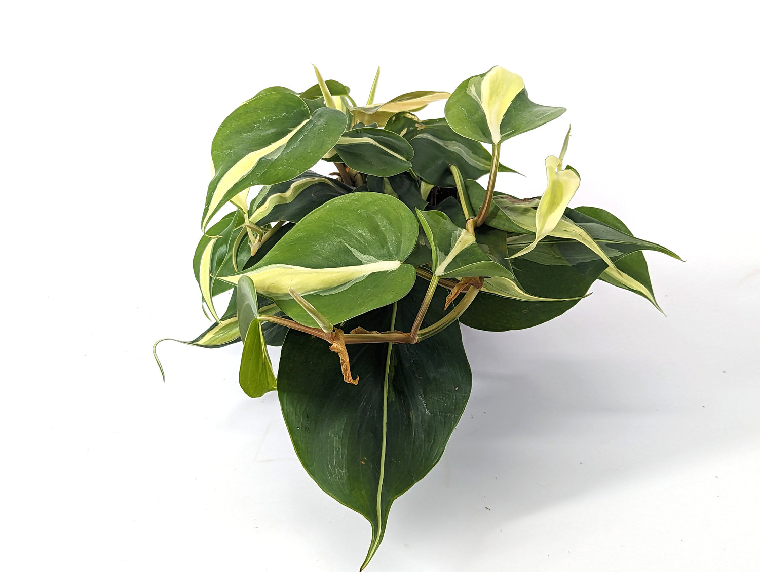 Philodendron Rio 4 Inch Pot Established Plant Air Purifier