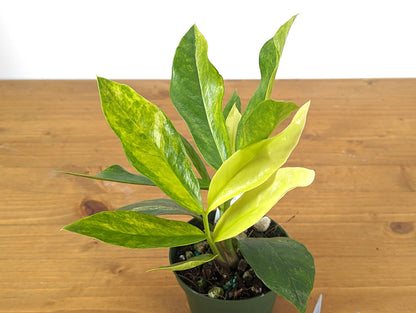 Variegated ZZ Plant Zamioculcas zamiifolia Starter Plant