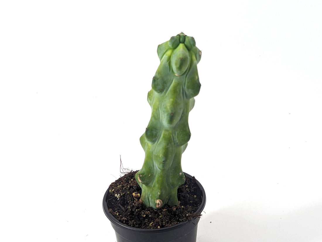 Boobie Cactus 4 Inch Pot Myrtillocactus geometrizans Fukurokuryuzinboku