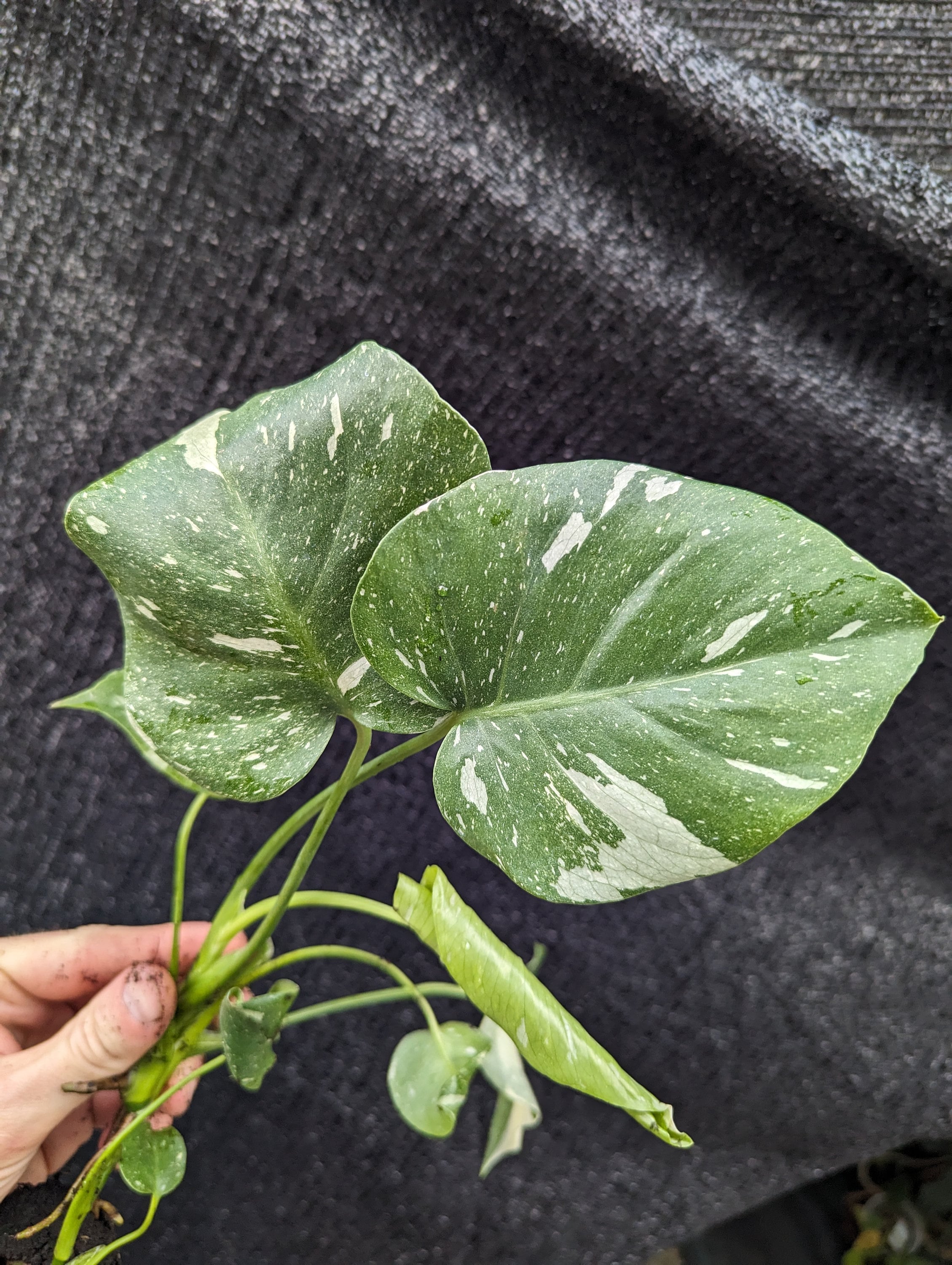 Monstera Thai Constellation &quot;Ugly Duckling&quot; Starter Plant Plugs