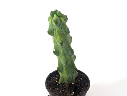 Boobie Cactus 4 Inch Pot Myrtillocactus geometrizans Fukurokuryuzinboku