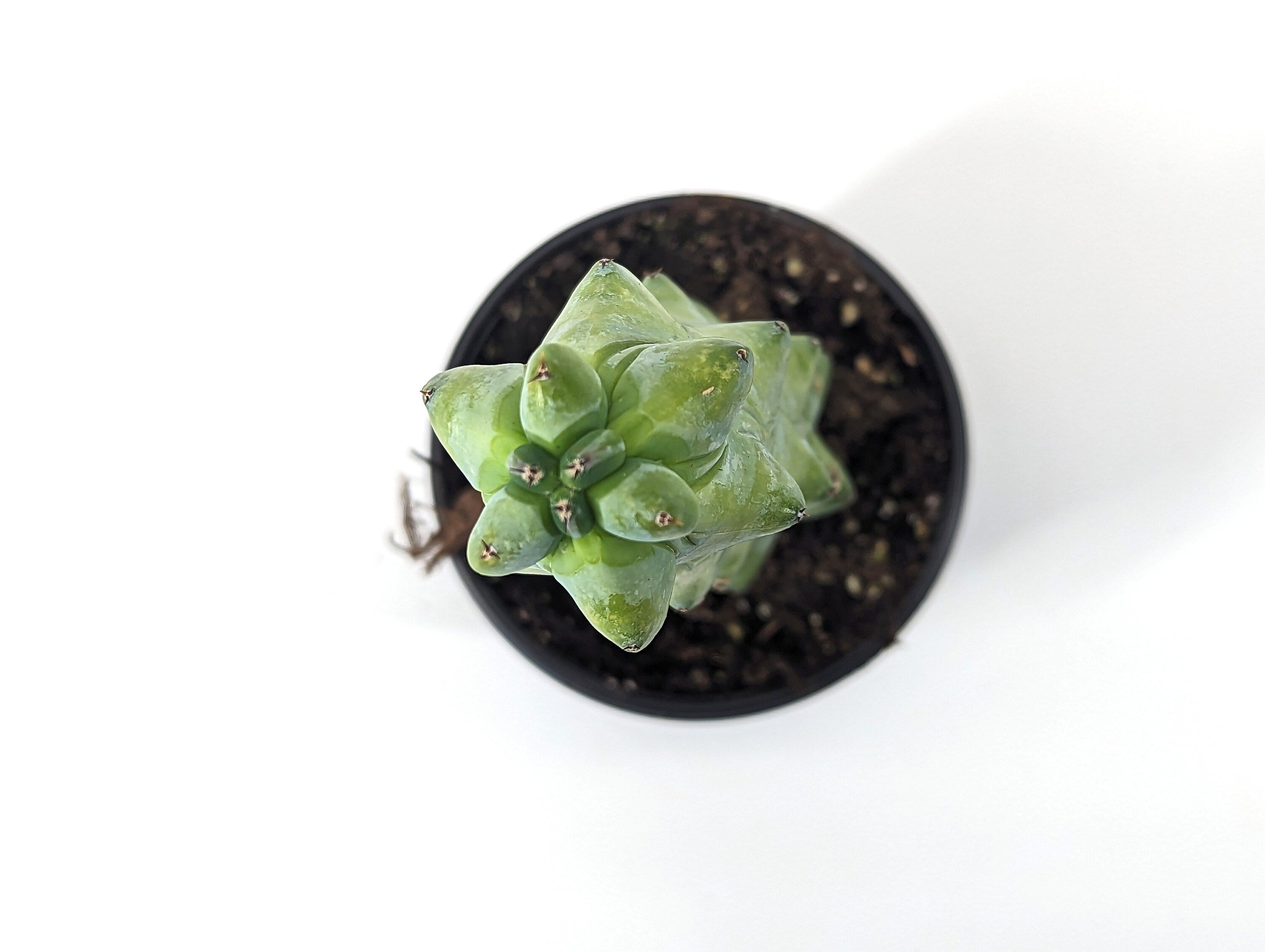 Boobie Cactus 4 Inch Pot Myrtillocactus geometrizans Fukurokuryuzinboku