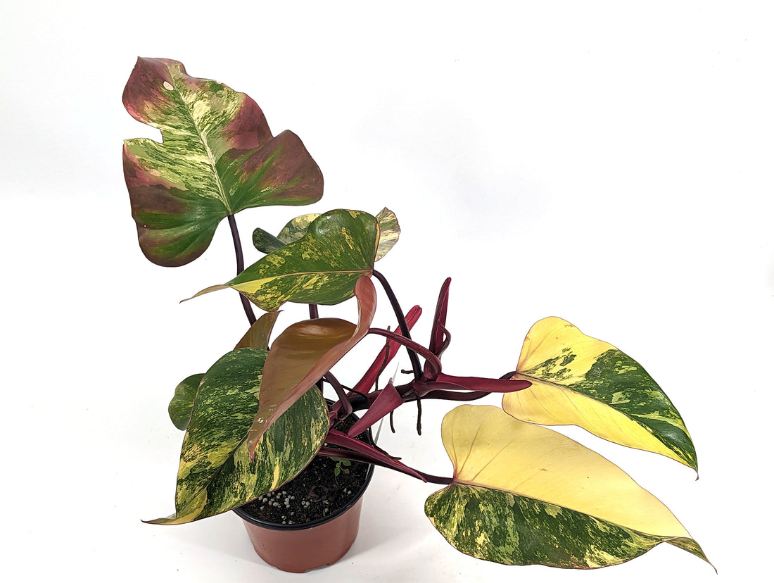 Philodendron Strawberry Shake High Color 7+ Leaves 6 inch Pot - Exact Plant Pictured One Of a Kind Amazing Color