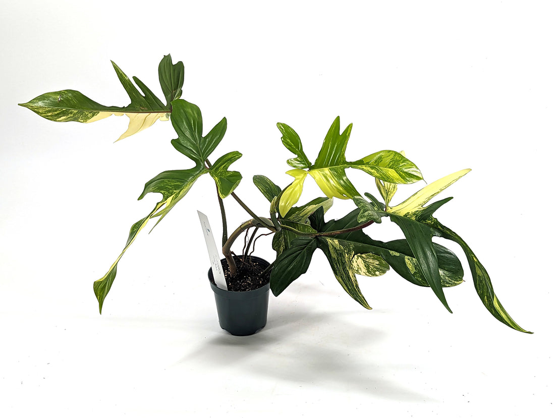 Philodendron Florida Beauty Variegated Exact Plant in 4 inch Pot - Pick Your Plant