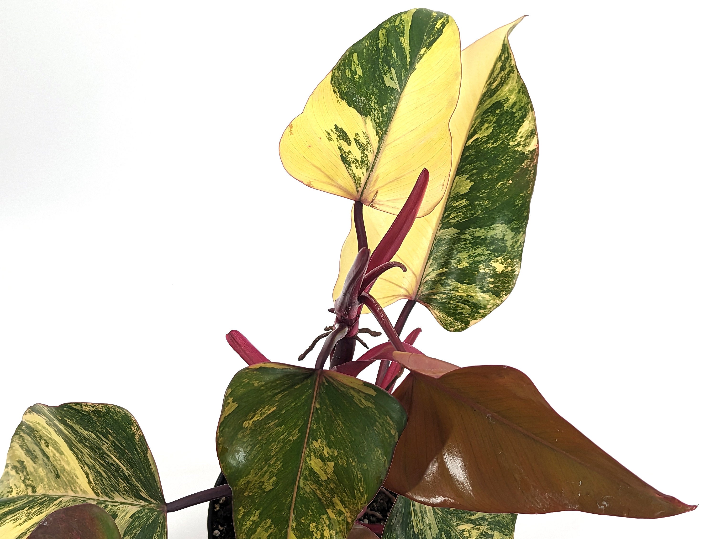 Philodendron Strawberry Shake High Color 7+ Leaves 6 inch Pot - Exact Plant Pictured One Of a Kind Amazing Color