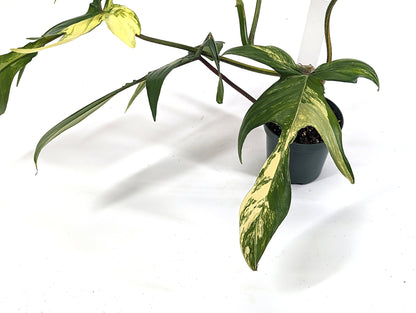 Philodendron Florida Beauty Variegated Exact Plant in 4 inch Pot - Pick Your Plant