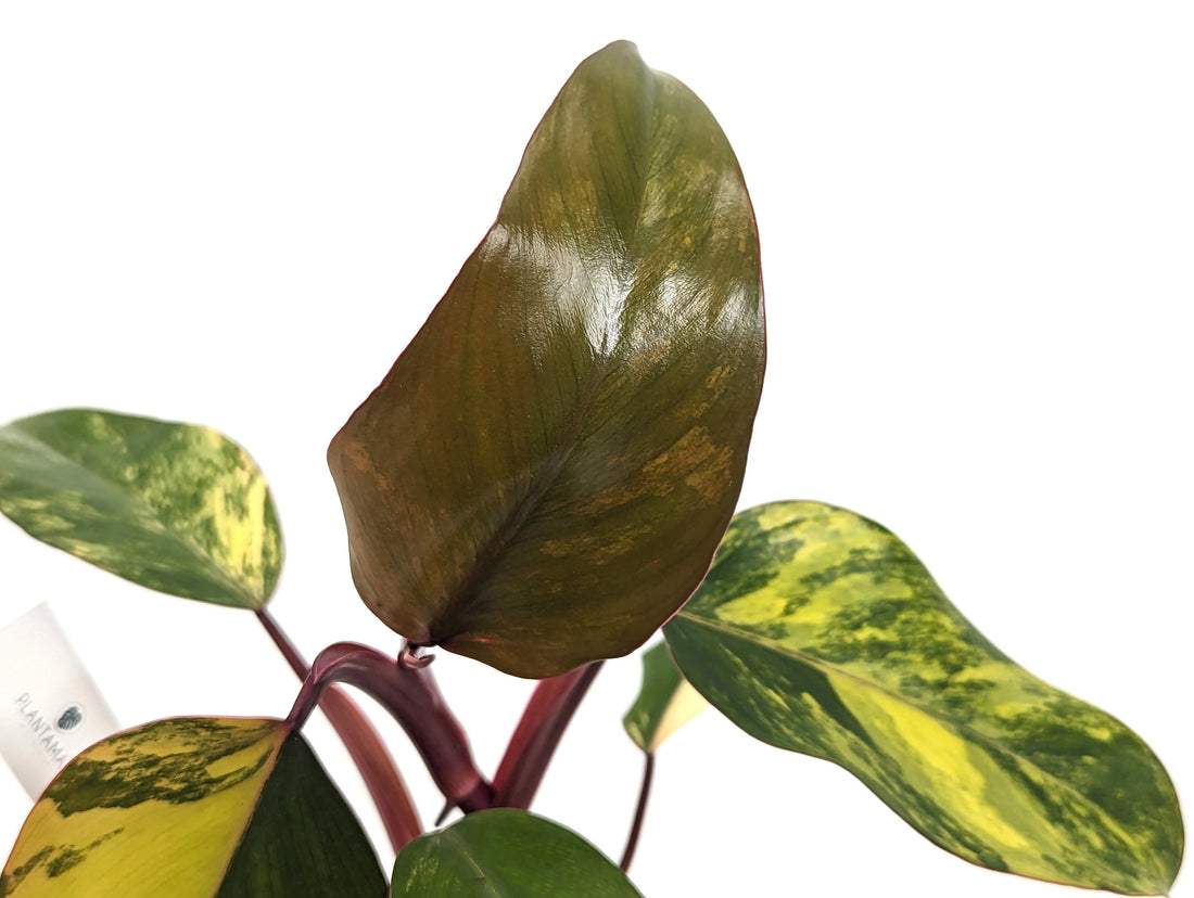 Exact Philodendron Strawberry Shake High Variegation with 5+ Leaves in 4 inch Pot - Plant Pictured ID 