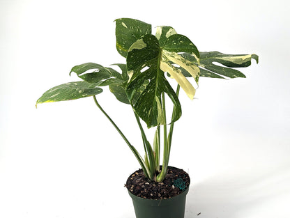 Monstera Thai Constellation 6 inch pot - TALL