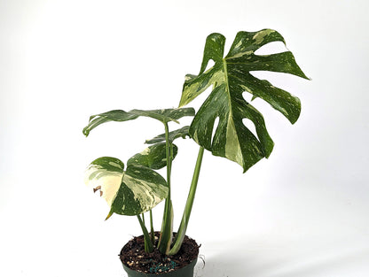 Monstera Thai Constellation 6 inch pot - TALL