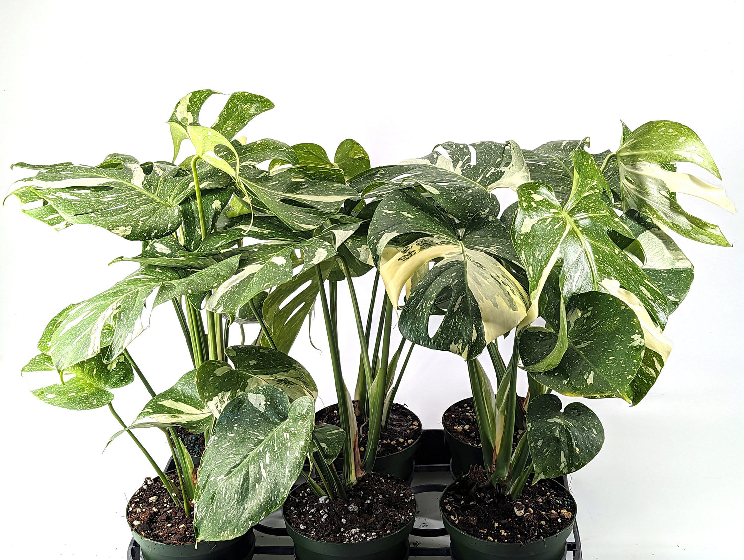 Monstera Thai Constellation 6 inch pot - TALL