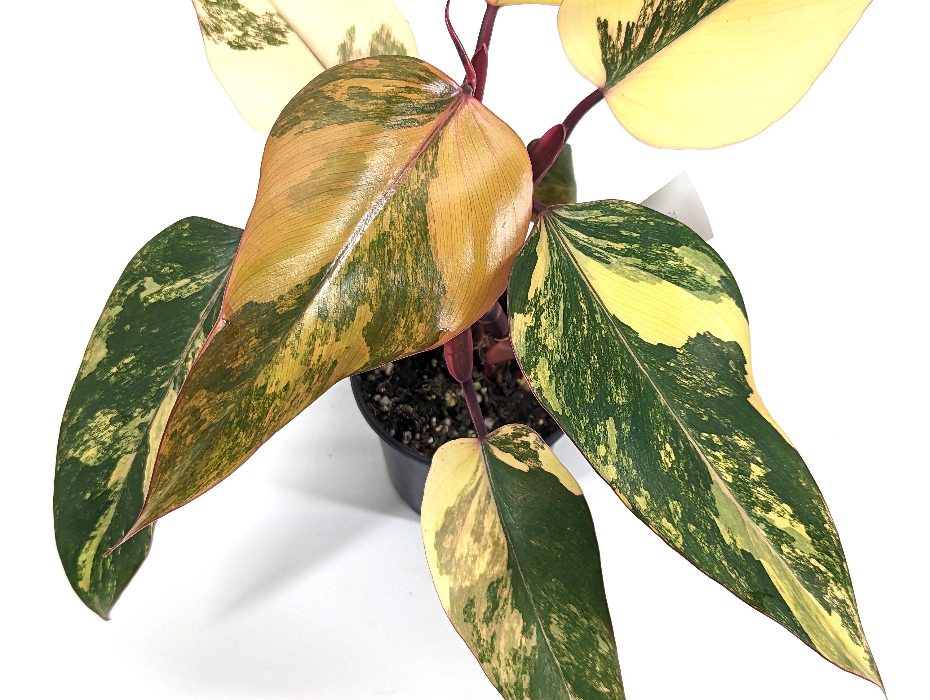 Exact Philodendron Strawberry Shake High Variegation with 6+ Leaves in 4 inch Pot - Plant Pictured ID 