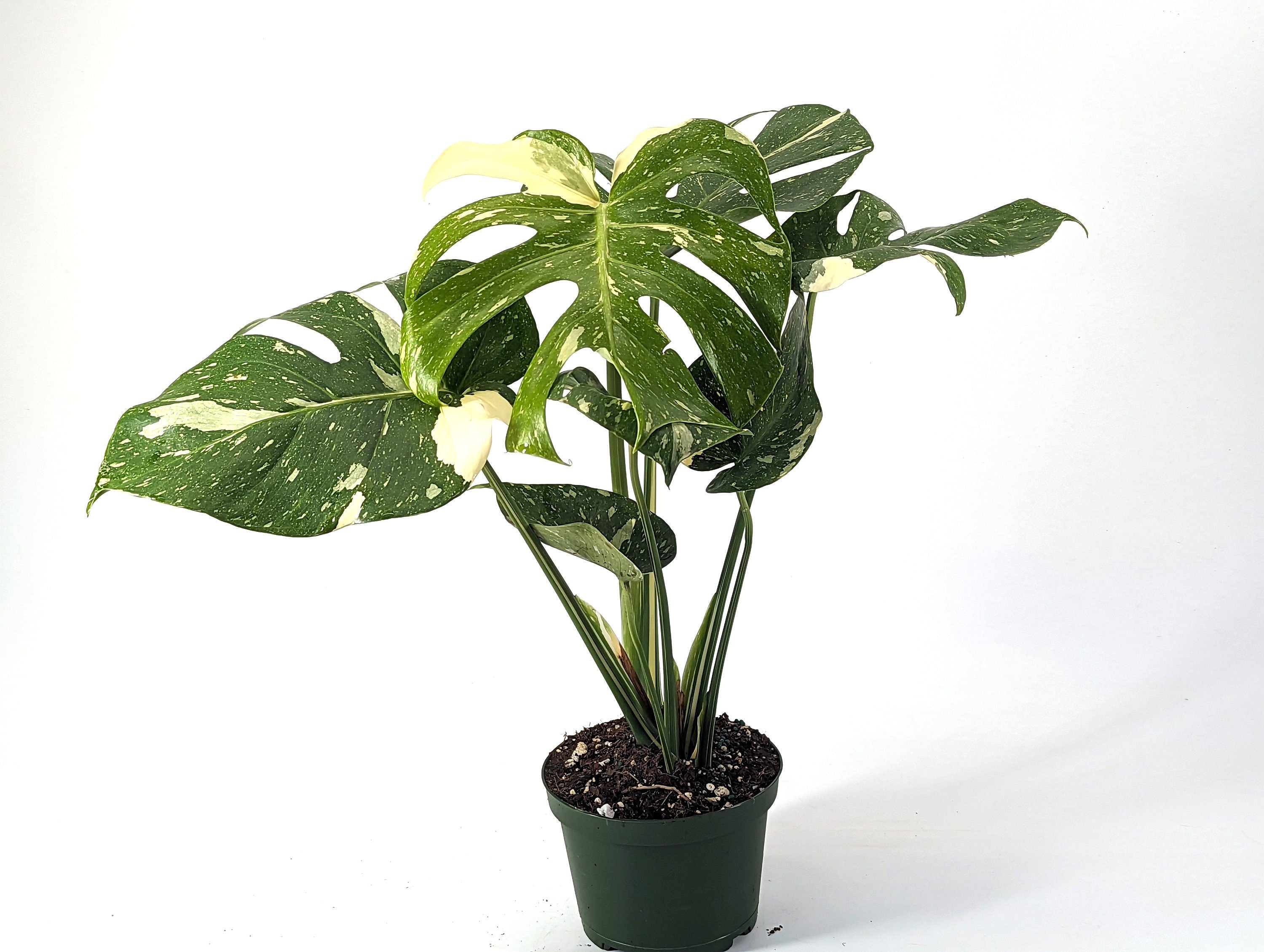 Monstera Thai Constellation 6 inch pot - TALL